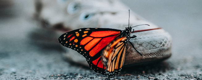 El efecto mariposa