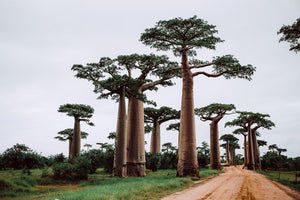 Imagen de Baobas para representar el Día de la Naturaleza