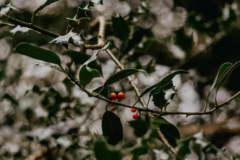 Estas fiestas, regala sostenible