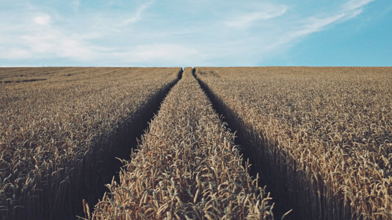 Los nuevos campeones de la sostenibilidad