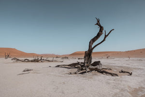 Árbol seco en medio del desierto