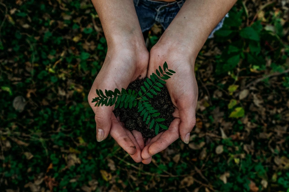 Manos plantando una planta, sostenibilidad
