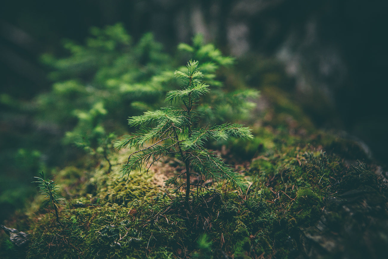 La gestión responsable de las empresas, clave para proteger (o cuidar) el Planeta.