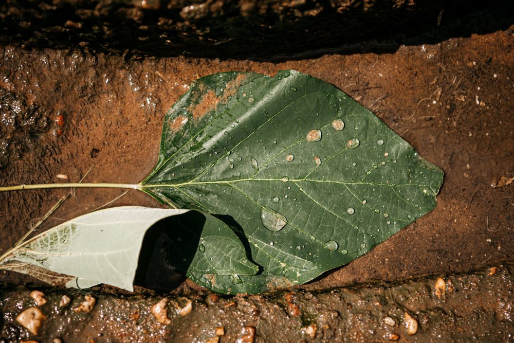 El calendario del Medio Ambiente