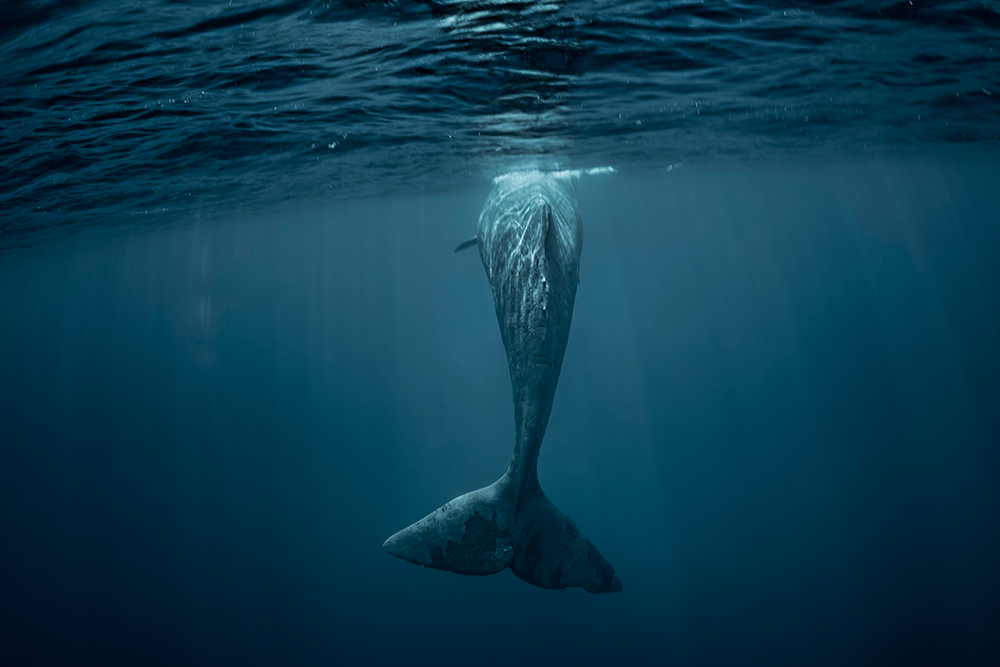 La presencia del agua en la literatura